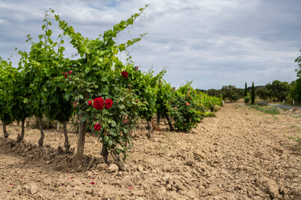 Domaine Croix La Pageze - 11560 Fleury